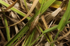 Pseudorhynchus lessonii