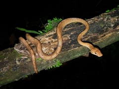 Corallus annulatus