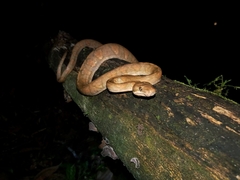 Corallus annulatus