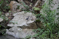 Enicurus schistaceus