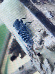 Atrapsalta corticina