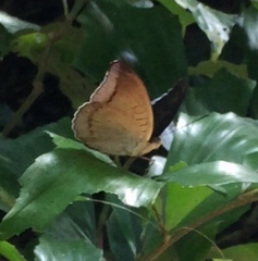 Tanaecia godartii asoka