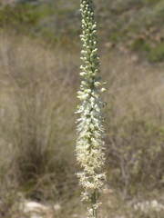 Drimia capensis