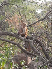 Macaca mulatta