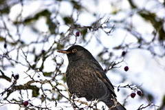 Turdus merula