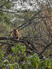 Macaca mulatta