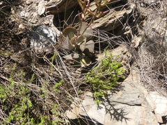 Adromischus maculatus