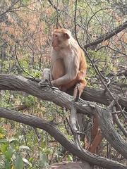 Macaca mulatta
