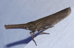 Zanna tenebrosa
