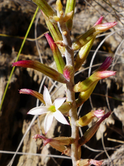 Adromischus maculatus