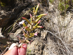 Adromischus maculatus