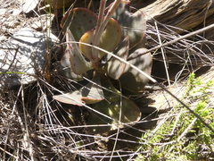 Adromischus maculatus
