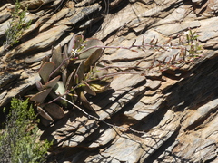 Adromischus maculatus