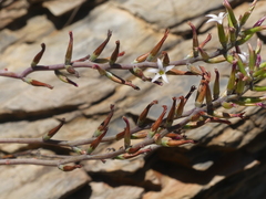 Adromischus maculatus