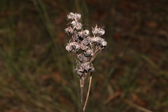 Haemodorum austroqueenslandicum