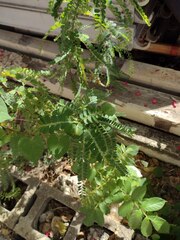 Phyllanthus leucanthus