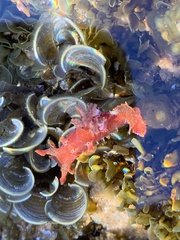 Plocamopherus imperialis