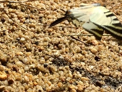 Graphium antiphates itamputi
