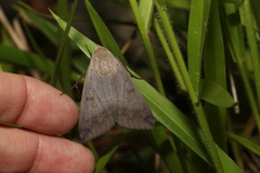 Ophiusa disjungens