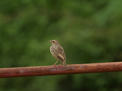 Mirafra erythrocephala