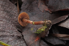 Cortinarius glandicolor