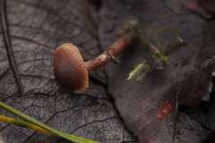 Cortinarius glandicolor