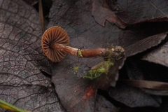 Cortinarius glandicolor