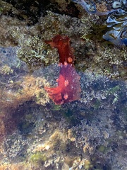 Plocamopherus imperialis