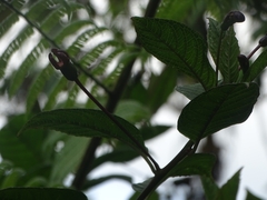 Centropogon gutierrezii