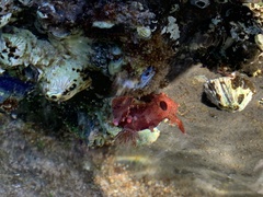 Plocamopherus imperialis