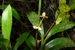 Maxillaria pardalina