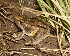 Ptychadena oxyrhynchus