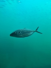 Pseudocaranx wrighti