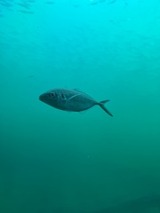 Pseudocaranx wrighti