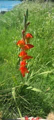 Gladiolus