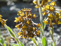 Myosotis macrantha