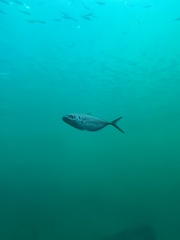 Pseudocaranx wrighti