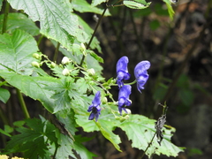 Aconitum napellus