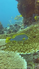 Plectorhinchus vittatus