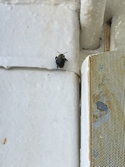 Bombus impatiens