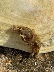 Aplysia concava
