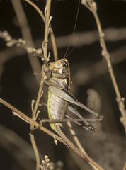 Pholidoptera pustulipes