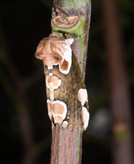 Thyatira batis formosicola