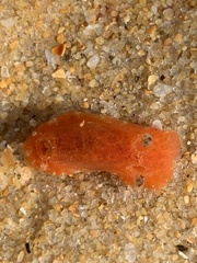 Rostanga arbutus