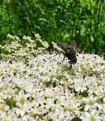Graphomya maculata