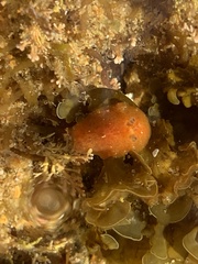 Rostanga arbutus