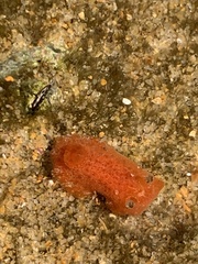 Rostanga arbutus