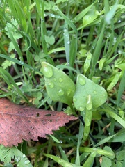 Claytonia perfoliata