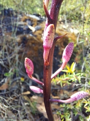 Dipodium