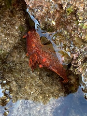 Plocamopherus imperialis